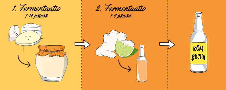 Ensimmäinen fermentaatio